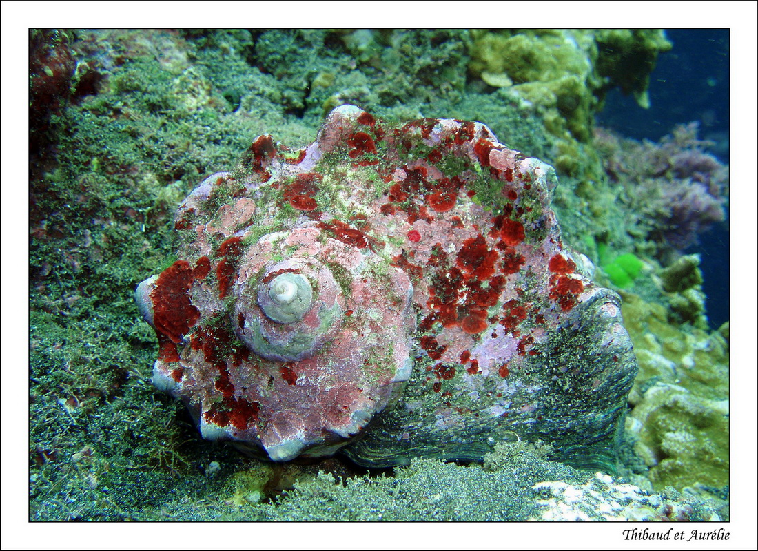 2009   08   Plongee Bora bora 05